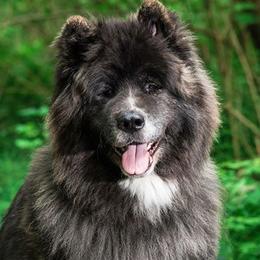 Akita from Ursa Major Akitas