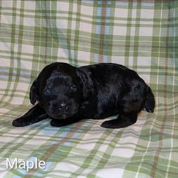 Maple - Brown female Cockapoo puppy in Sunset, Louisiana from Cano Cockapoos