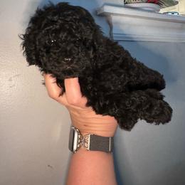 Chip - Black male Poodle puppy in West Jordan, Utah from Mid Sized Maltipoos and More LLC