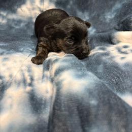 Boy 1 - Black male Yorkipoo puppy in Bartlesville, Oklahoma from Winchester's Magic Yorkipoos & Poodles