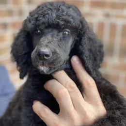 Poodle Puppies from Parapoodles