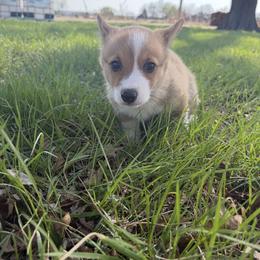 Girl 1 - Red and white female American Corgi puppy in Severy, Kansas from Ervin Farm Corgis