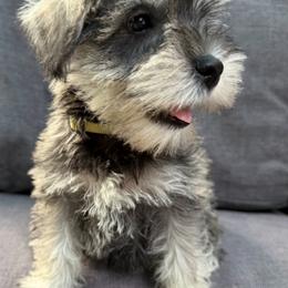 Ruby - Salt and pepper female Miniature Schnauzer puppy in Frankford, Delaware from Miniature Schnauzers of Delmarva