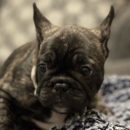 Zul - French Bulldog