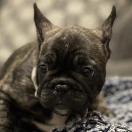 Zul - French Bulldog