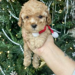Nugget - Apricot male Cavapoo puppy in Tucson, Arizona from Indie Boo’s mini Cavapoos