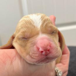 Oh Henry (gray collar) - Red and white male Basset Hound puppy in Kingsport, Tennessee from Bear’s Bassets