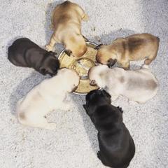 French Bulldog Puppies from NC French Kiss-A-Bulls