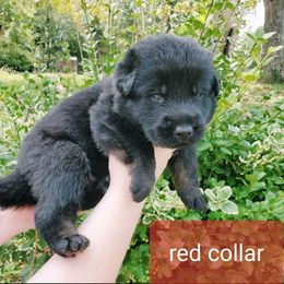 German Shepherd Puppies from Sheldon Shepherds LLC