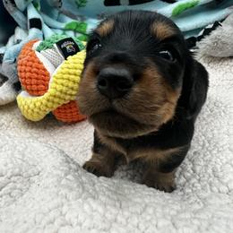 Boy 3 Aston - Black and tan male Dachshund puppy in Oscoda, Michigan from Northland Dachshunds