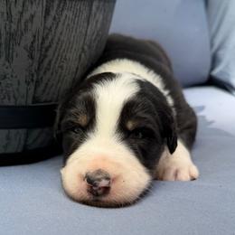 Taco - Black tri-color male Australian Shepherd puppy in Tuftonboro, New Hampshire from Aussies Edge Farm