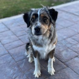 Willow - Aussiedoodle