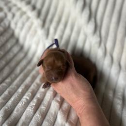 Purple Collar female - Red female Cavapoo puppy in Powder Springs, Georgia from West Cobb Dogs