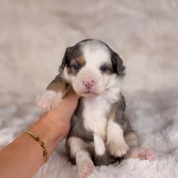 Bagel BLUE EYES - Tri-color male Bernedoodle puppy in Sweetwater, Florida from Sandy Snout Doodles