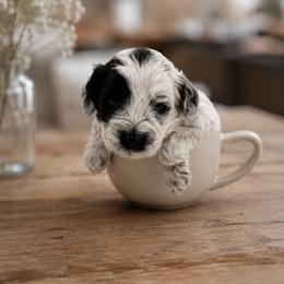 Roadie - Black and chalk male Australian Labradoodle puppy in Denton, Texas from Dignity Labradoodles