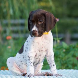 Beacon - Liver and white male German Shorthaired Pointer puppy in Chocowinity, North Carolina from Foxtail Hollow