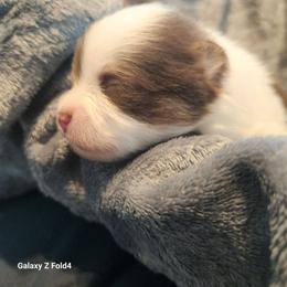 Ridge  3,500 dollars - Tri-colored male Pomeranian puppy in Amelia, Ohio from Boujee Puff Poms