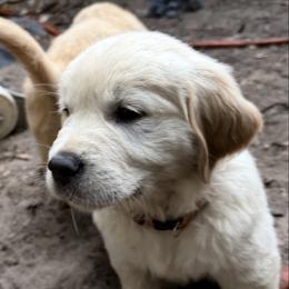 Sparkle snap - Light golden male Golden Retriever puppy in Gainesville, Florida from Heart and Soul Dog Breeding, Inc.