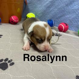 Rosalynn - Red female Pembroke Welsh Corgi puppy in Apison, Tennessee from Ashmore Corgis