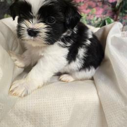 Male black and white new pics and a video - Black and white male Shih Tzu puppy in Missouri from Anna's Babies in the Midwest