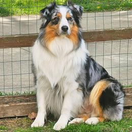 Dart - Australian Shepherd