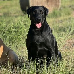 Labrador Retrievers from Daylin’s Doodles & Labradors