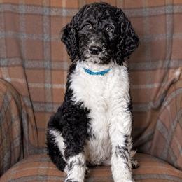 Timber - Parti male Goldendoodle puppy in Idaho Falls, Idaho from High Quality Goldendoodles