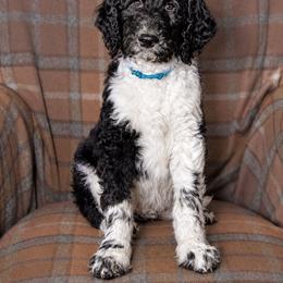 Timber - Parti male Goldendoodle puppy in Idaho Falls, Idaho from High Quality Goldendoodles