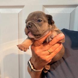 Dior - Blue male French Bulldog puppy in Bolingbrook, Illinois from Flores Frenchies