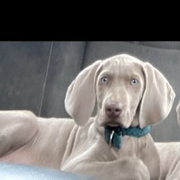 Goldendoodle, Great Dane, and Weimaraner Puppies from DoodleDandy & Danes