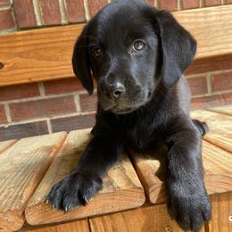 Tex - Black male Labrador Retriever puppy in Mount Olive, Mississippi from 3 King Kennels