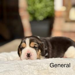 General - Black tan and white male Beagle puppy in Mansfield, Missouri from Rippee Creek Kennel