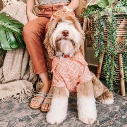 Strawberry - Australian Labradoodle