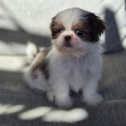 Mater - Blue and white male Shih Tzu puppy in Jenks, Oklahoma from Noble Shih Tzu