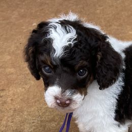 Purple Collar - Phantom female Poodle puppy in Huntsville, Alabama from Flint River Poodles