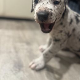 Great Dane Puppies from Denver Danes