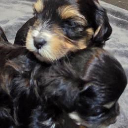 Girl 3 - female Havapoo puppy in Medina, Ohio from Momma's Minis