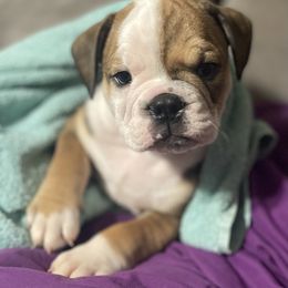 Bulldog Puppies from Shelby's English Bulldogs