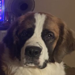 Quinn - Saint Bernard
