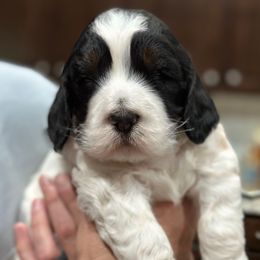 Charlie - Black white and tan male Springerdoodle puppy in Reddick, Florida from Cooper’s Mini Doodles