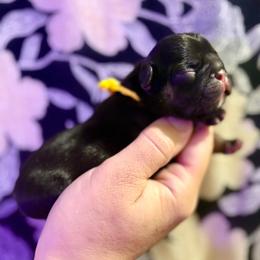 Blossom - Black and tan female French Bulldog puppy in Greeley, Colorado from Mandy Moon French Bulldogs