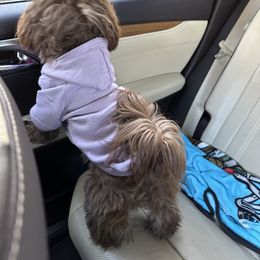Shih Tzu Puppies from Majestic M Shihtzu’s