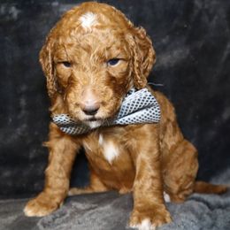 Goldendoodle Puppies from Angie's goldendoodles