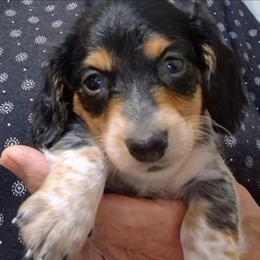 ZZ - Piebald male Dachshund puppy in Bangs, Texas from Lickin'bach Miniature Dachshunds