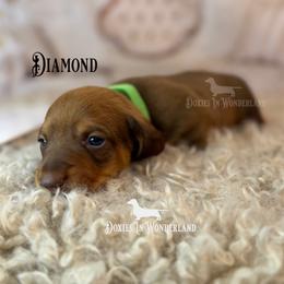 Diamond - Red male Dachshund puppy in Rainier, Oregon from Doxies in Wonderland