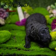 Mudi and Silken Windhound Puppies from Oak & Soul (Oak Creek) Silken Windhounds and Mudi