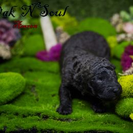 Mudi and Silken Windhound Puppies from Oak & Soul (Oak Creek) Silken Windhounds and Mudi