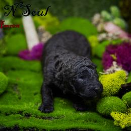 Mudi and Silken Windhound Puppies from Oak & Soul (Oak Creek) Silken Windhounds and Mudi