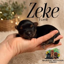 Zeke - Black and gold male Yorkshire Terrier puppy in Baker, West Virginia from Majestic Mountain Yorkies