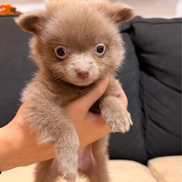 Frida - Lavender female Pomeranian puppy in Brooklyn, New York from Pomeranians